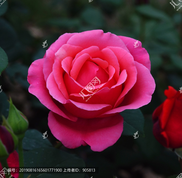 玫瑰