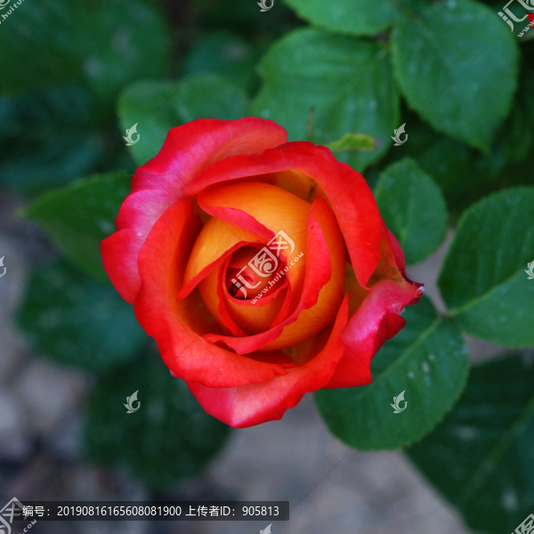 紅玫瑰