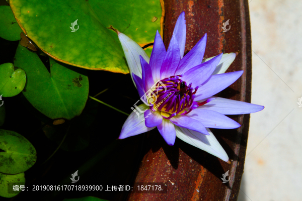 睡蓮
