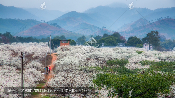 李花滿園