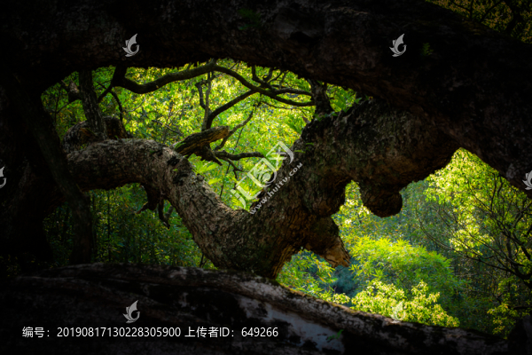大榕樹