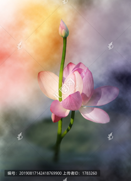 荷花