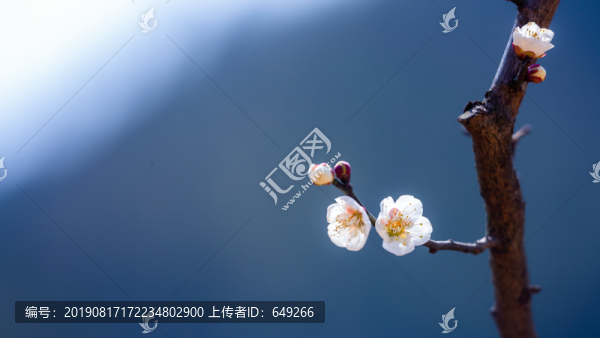 白梅花