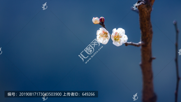白梅花