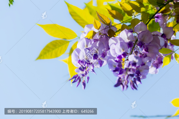 紫藤花