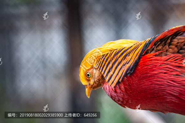 錦雞