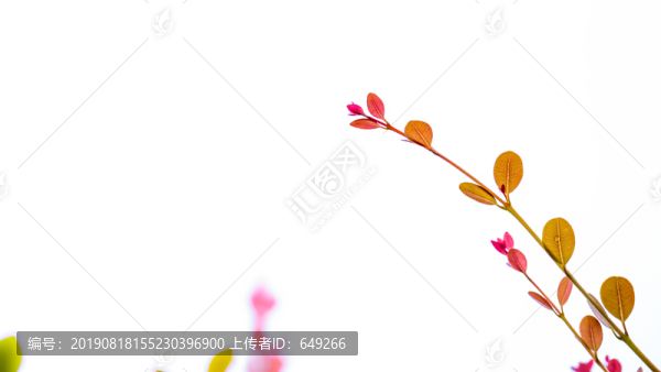 嫩芽
