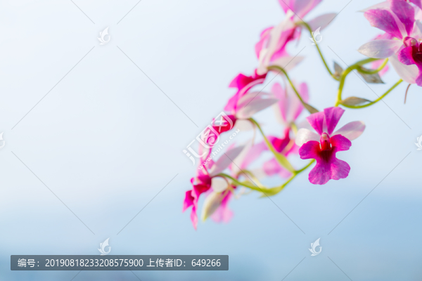 紫色小花
