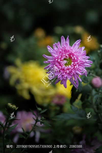 菊花