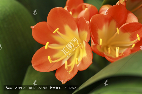 君子蘭花