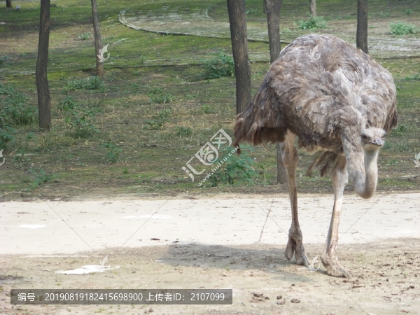 駝鳥
