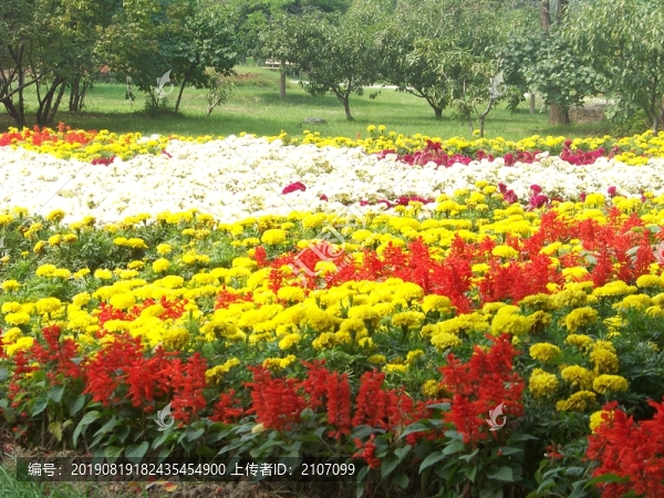 春花