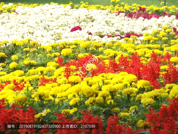 春花