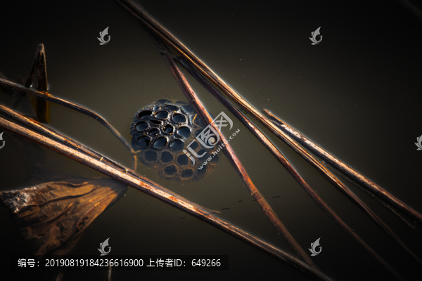 殘荷