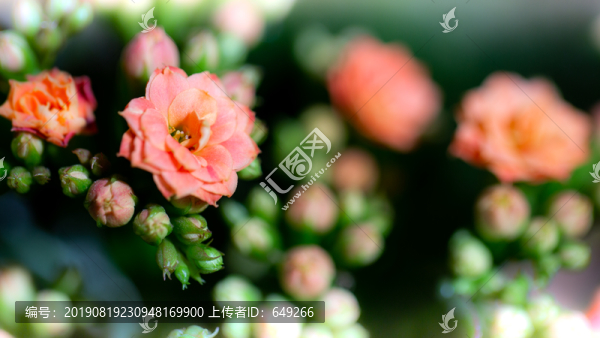 長(zhǎng)壽花