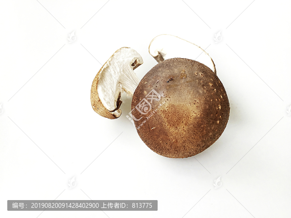 蘑菇素材