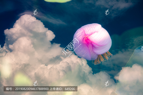 夢(mèng)幻荷花
