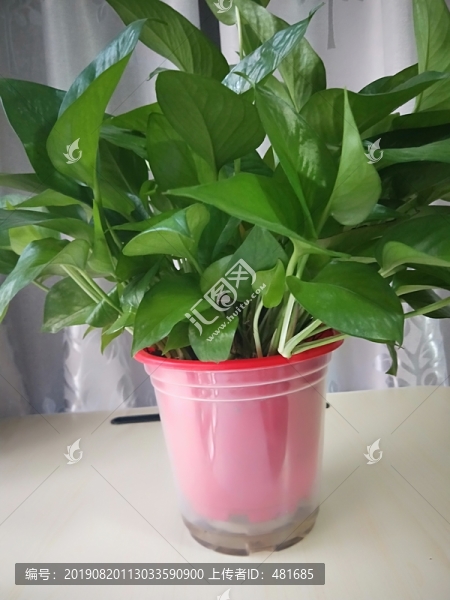綠蘿