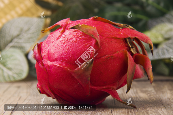 紅龍果