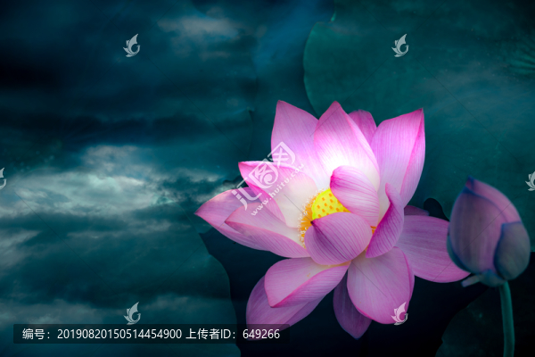 夢(mèng)幻荷花