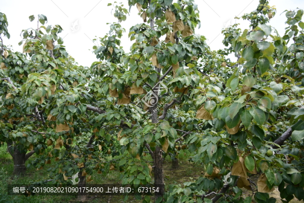 梨園