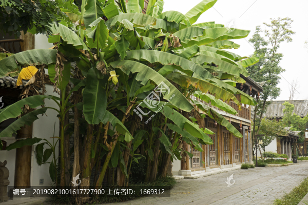 芭蕉樹(shù)