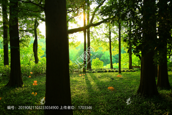 樹(shù)林