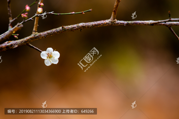 白梅花