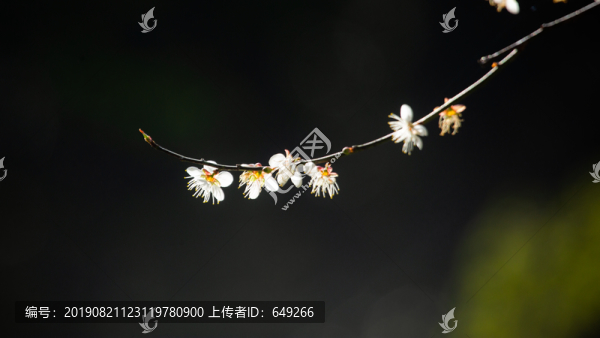 白梅花