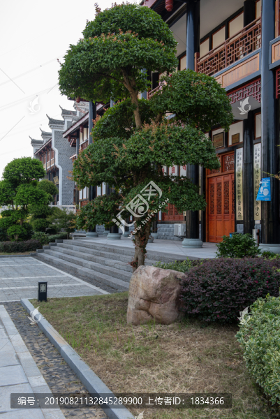 冬青樹園藝
