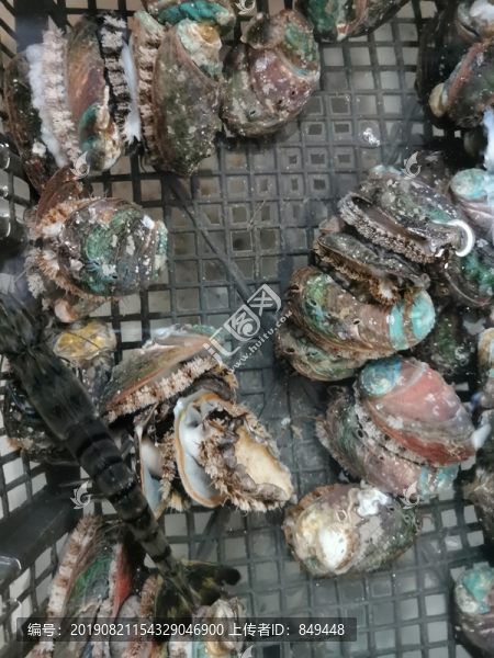鮑魚(yú)