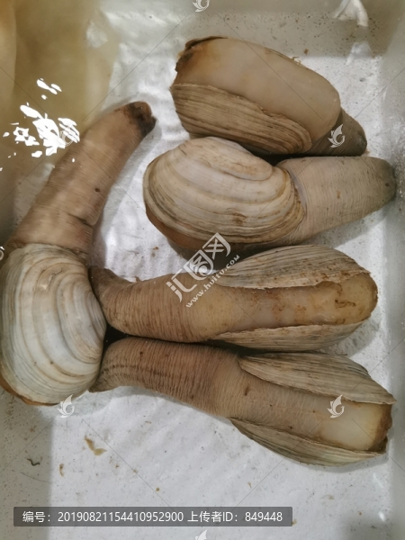 蚌