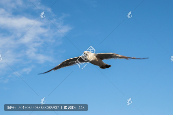 海鷗飛翔