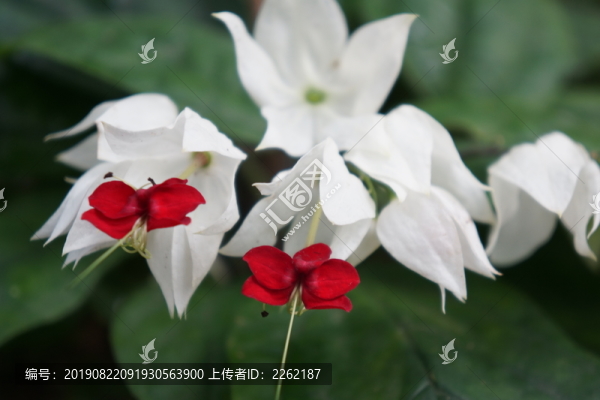 花卉