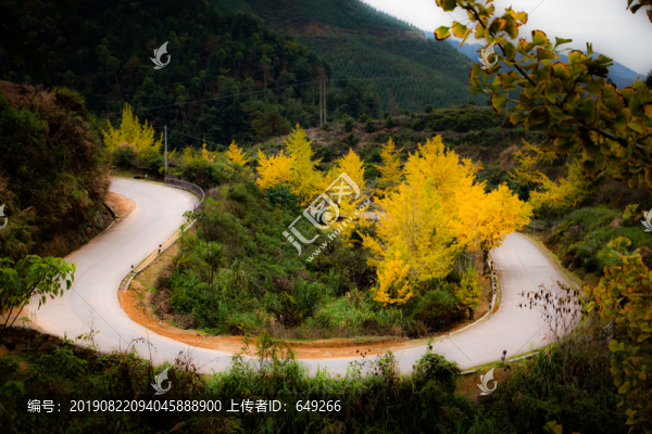 公路邊的銀杏樹