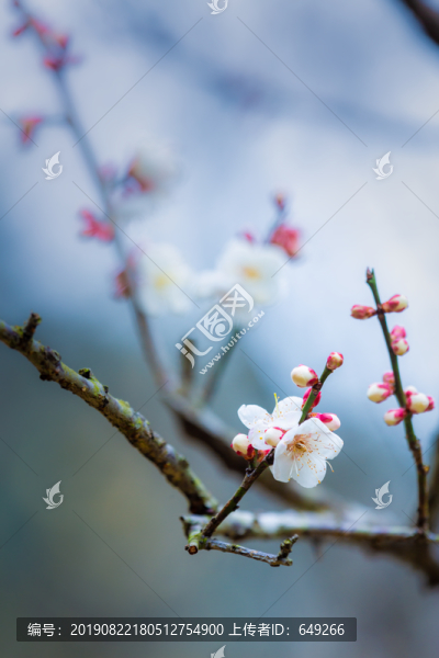 白梅花