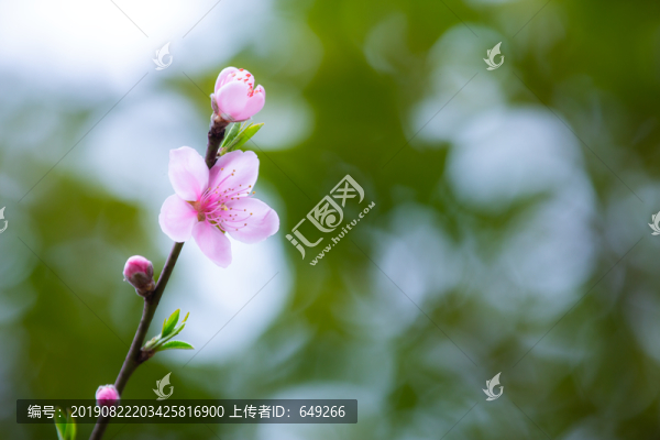 粉色桃花