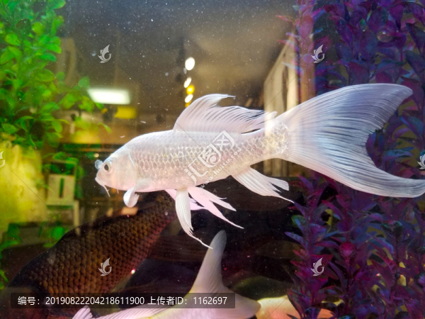 長(zhǎng)尾魚(yú)鯉魚(yú)