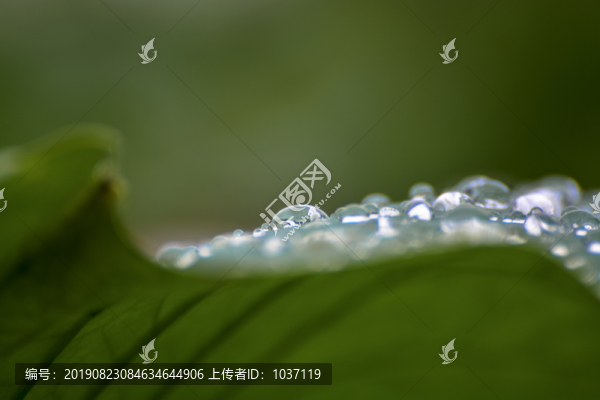 荷葉上的水珠