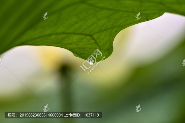 水珠里的荷花
