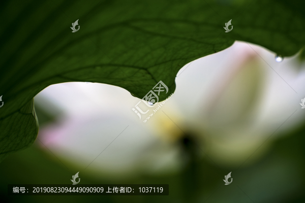 模糊荷花背景