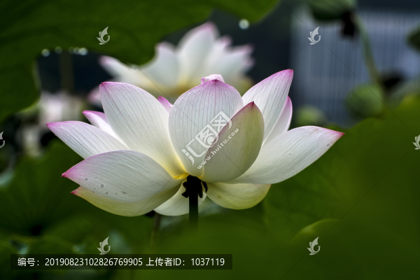 荷花