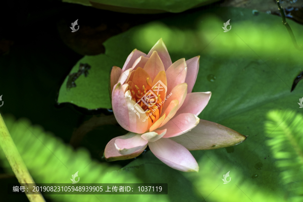 睡蓮
