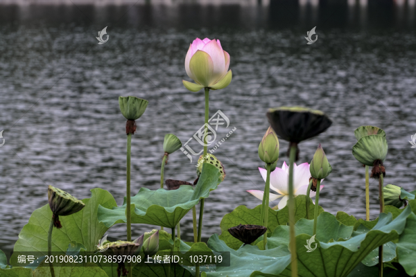 荷花