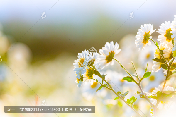 夕陽下的白晶菊
