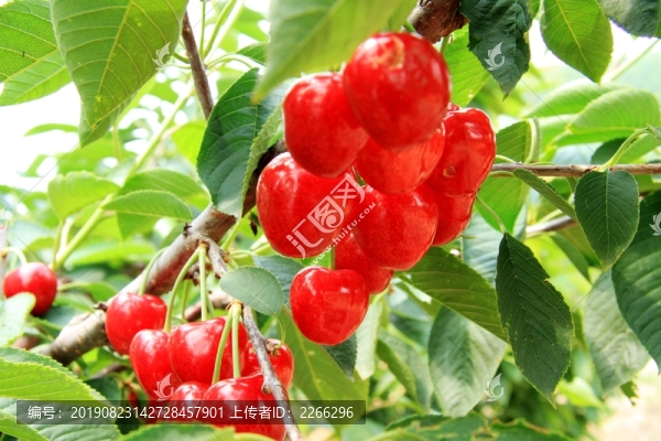 大櫻桃