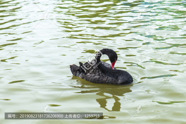 黑天鵝