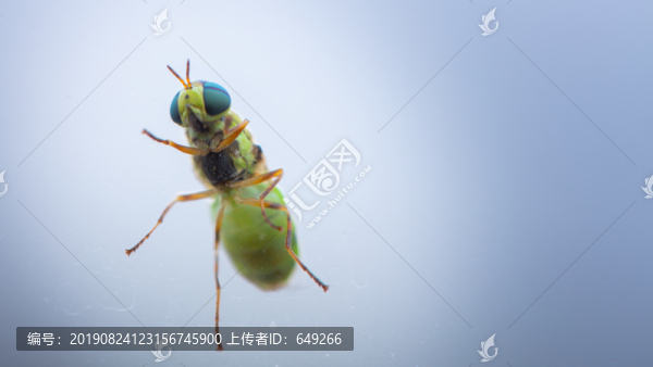 虻