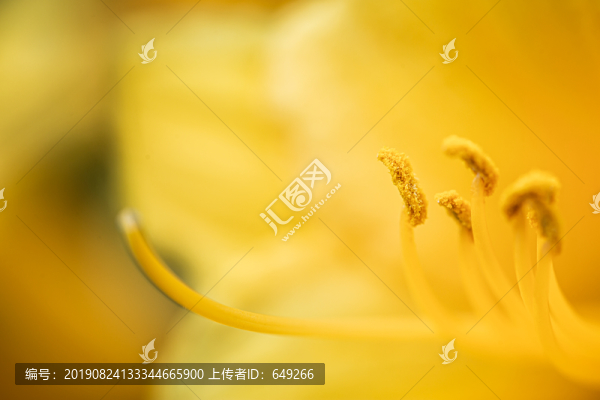 萱草花