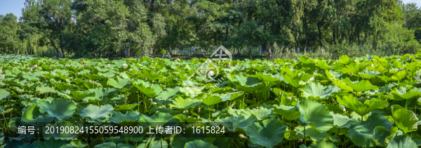 荷塘全景大畫幅